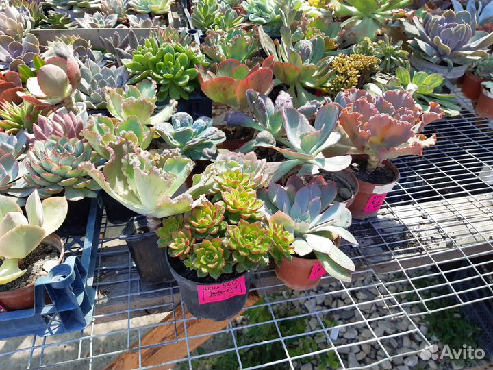 Корейские суккуленты из теплицы
