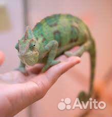 Передержка хамелеона и другой экзотики