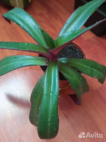 Традесканция рео