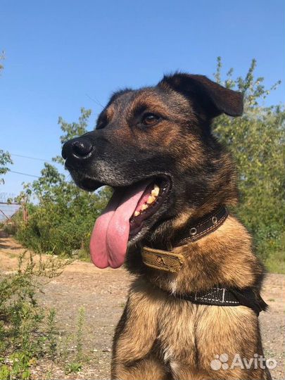 Дружок - собака, которая будет настоящим Другом