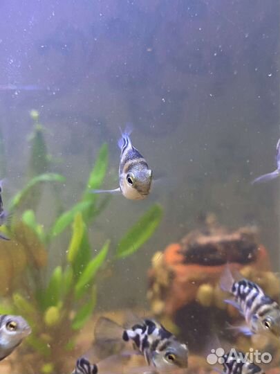 Сапфировый попугай