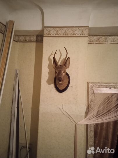 Чучело косули