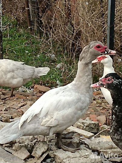 Селезень серебро лаванда