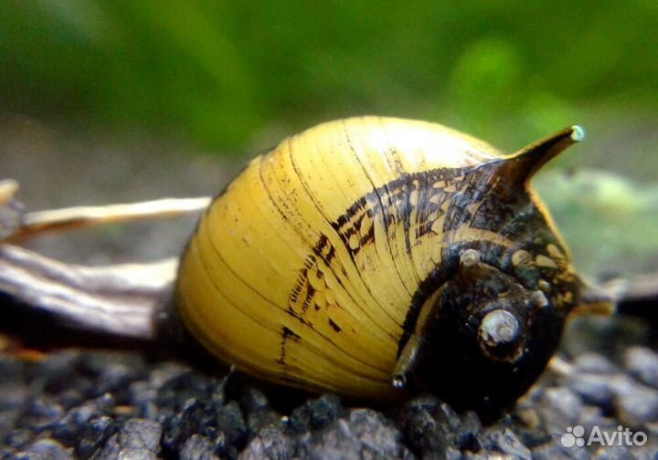 Улитка Рогатая Неретина Билайн (Horned Nerite Sna