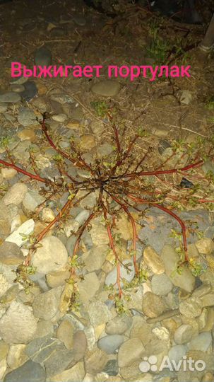 Гербицид торнадо 540