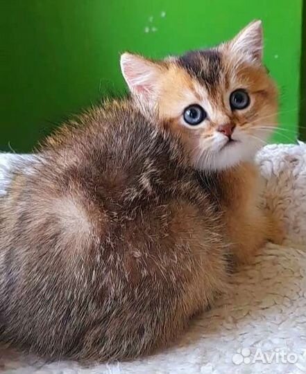 Кошка золотая. Питомник