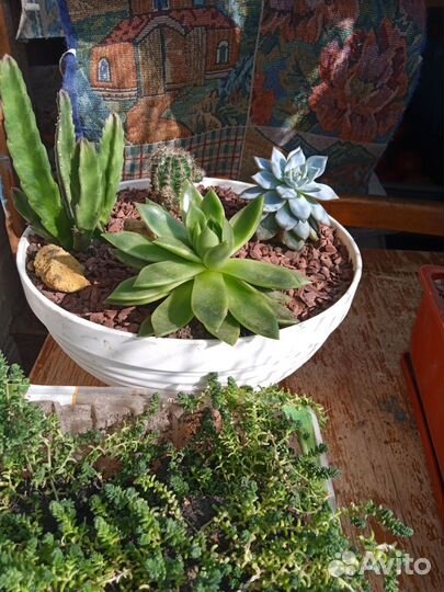 Садик из суккулентов