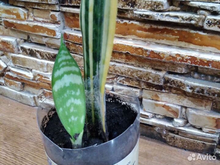 Сансевиерия сортовая Ханни