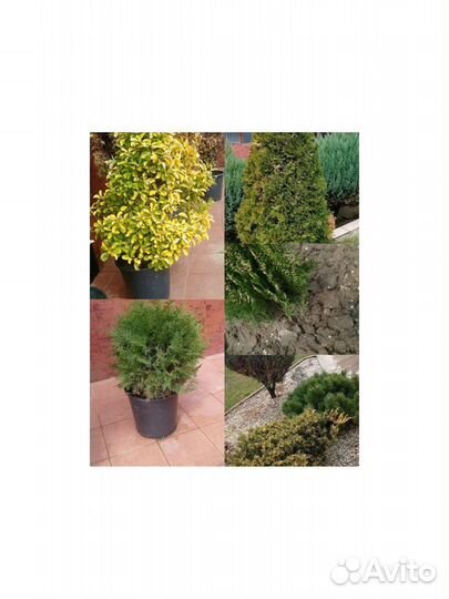 Можжевельник,туи,розы