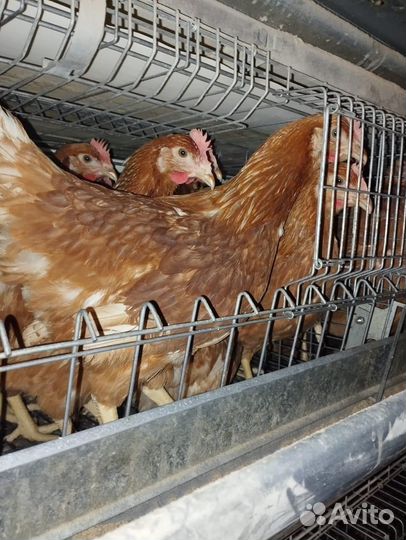 Куры несушки, молодка, утки, гуси, бройлер
