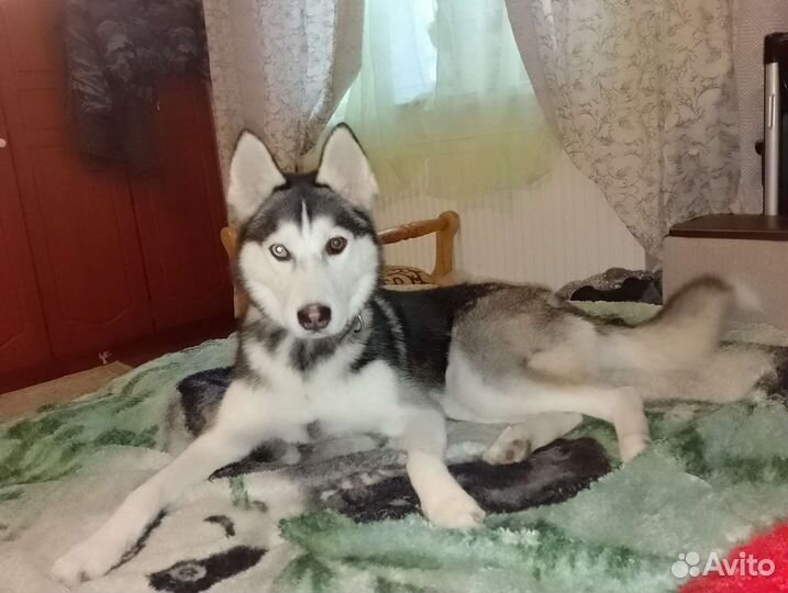 Сибирский хаски