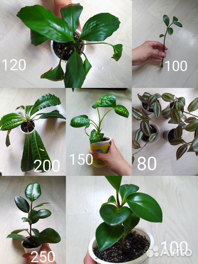 Спатифиллум