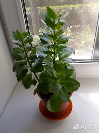 Каланхоэ лечебное