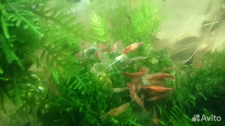 Улитки растения гуппи креветки
