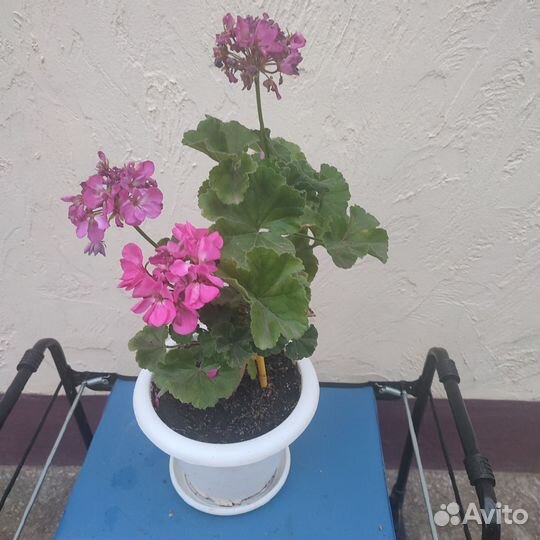 Комнатные цветы