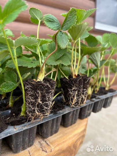 Саженцы клубники, малины, ежевики