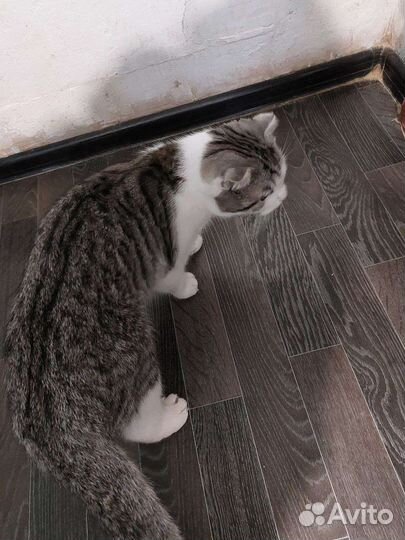 Вислоухая кошка (из приюта)