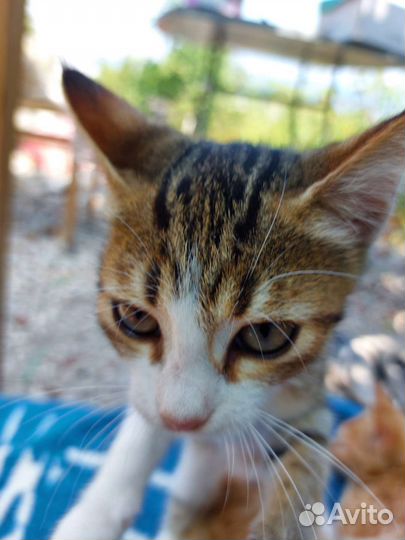 Котята в добрые руки мальчики