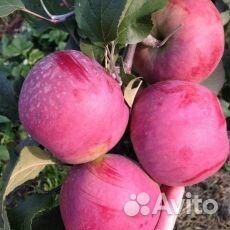 Саженцы яблони