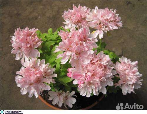 Пеларгония герань сортовая