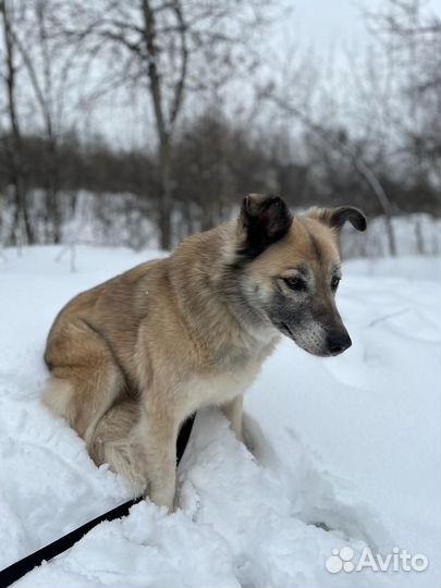 Букля ищет дом