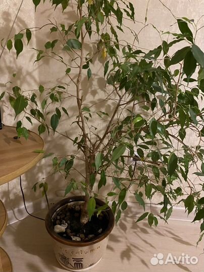 Фикус бенжамина