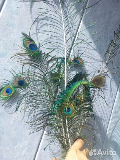 Перья павлина и фазана, цена за все