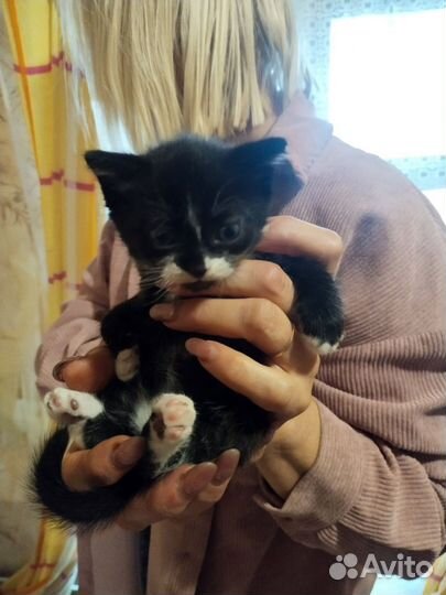 Кошка в дар бесплатно
