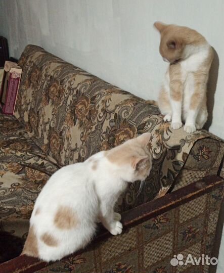 Кошки в добрые руки бесплатно