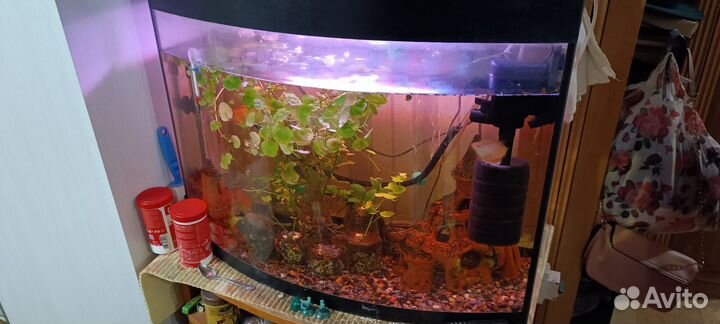 Отдам в добрые руки аквариум с рыбками на 120л