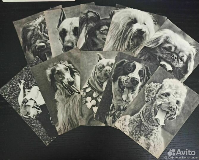 Открытки. 10 шт. Собаки