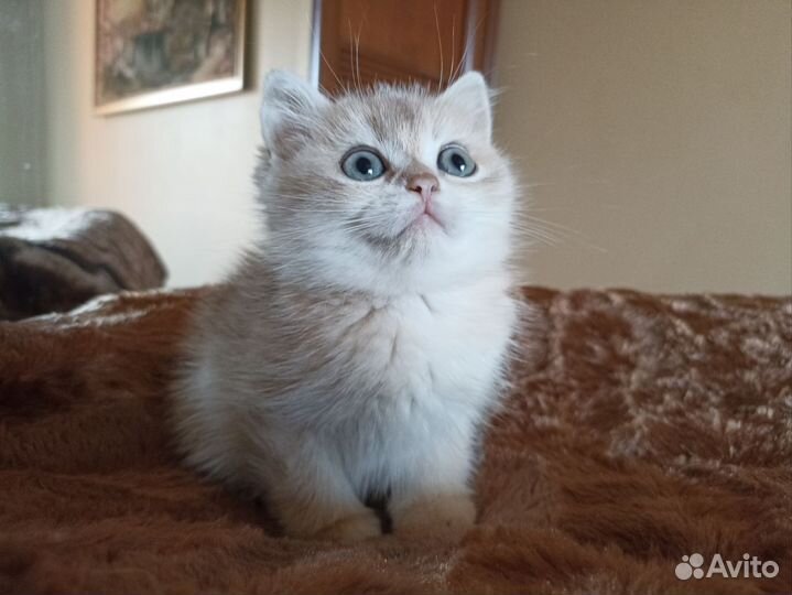 Британская