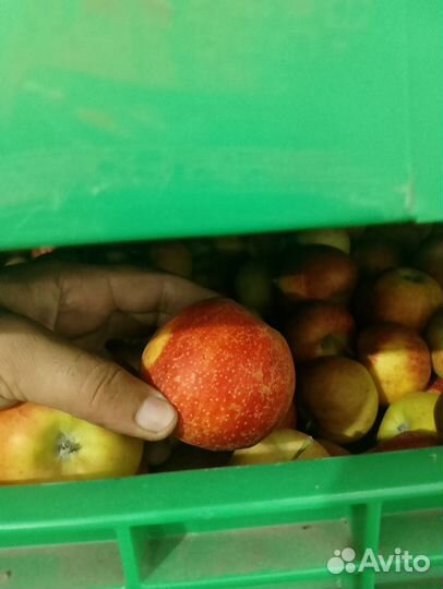 Яблоки