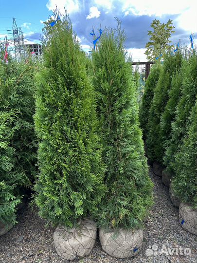 Туя Смарагд из питомника