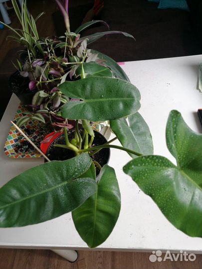 Комнатные растения