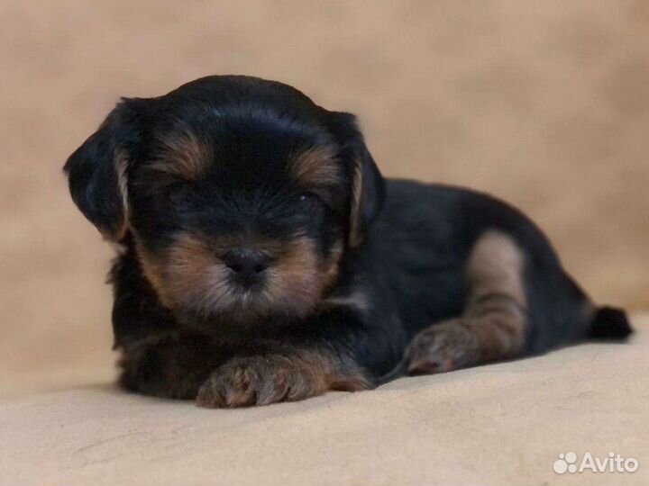 Йоркширский терьер