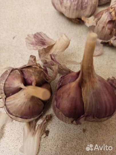Чеснок деревенский озимый