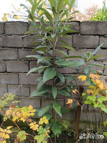 Мушмулла японская