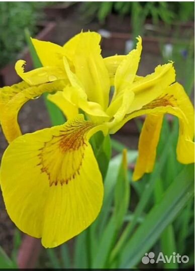 Ирис болотный