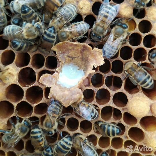 Натуральный и полезный мед с пасеки Здоровья