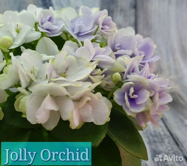 Детки сотовых мини фиалок