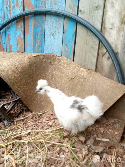 Китайские шелковые