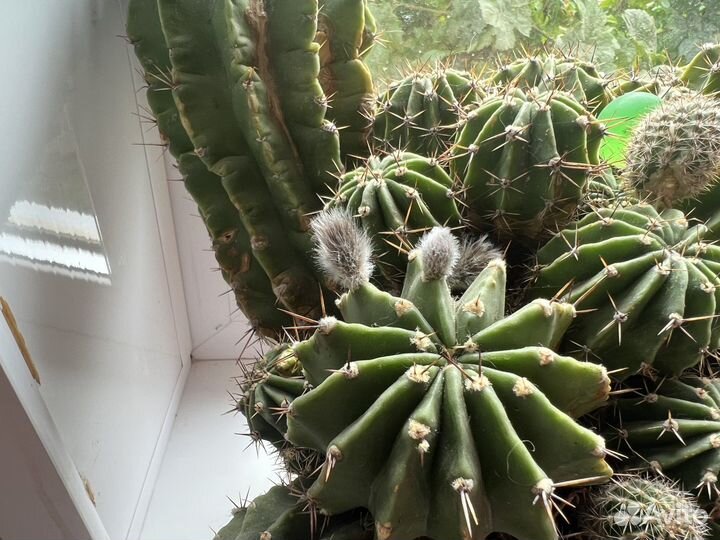 Кактус цветущий