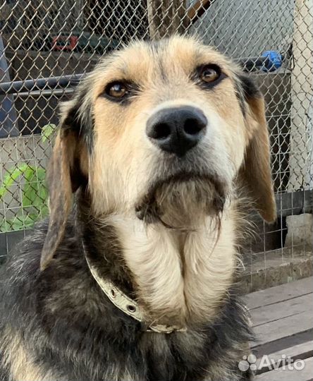 Собака бесплатно