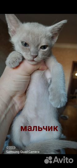 Бурманские котята, лиловый мальчик