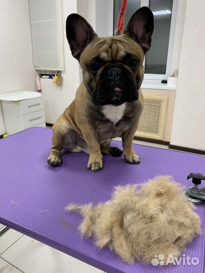 Груминг собак