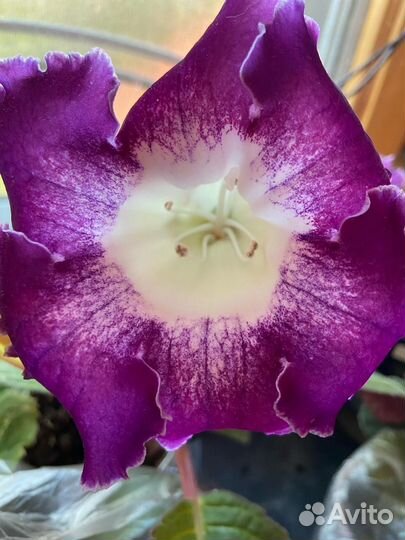 Глоксиния Тидея