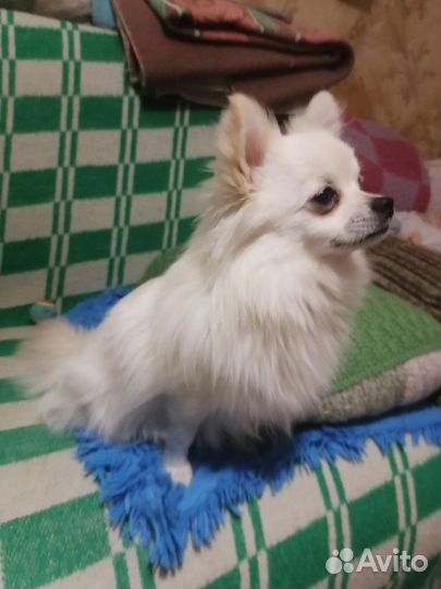 Случка чихуахуа