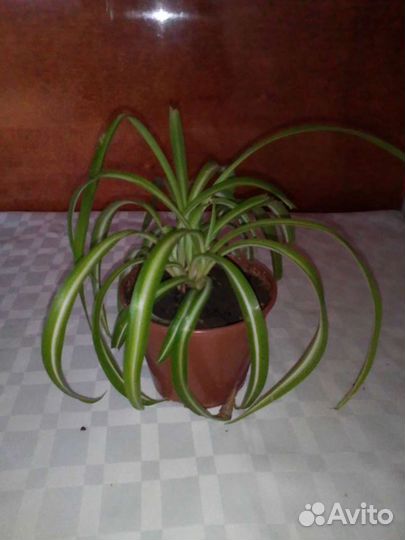 Хлорофитум кудрявый