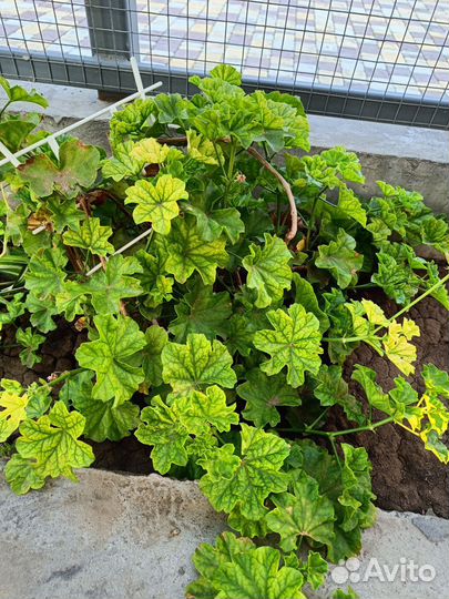 Комнатные цветы